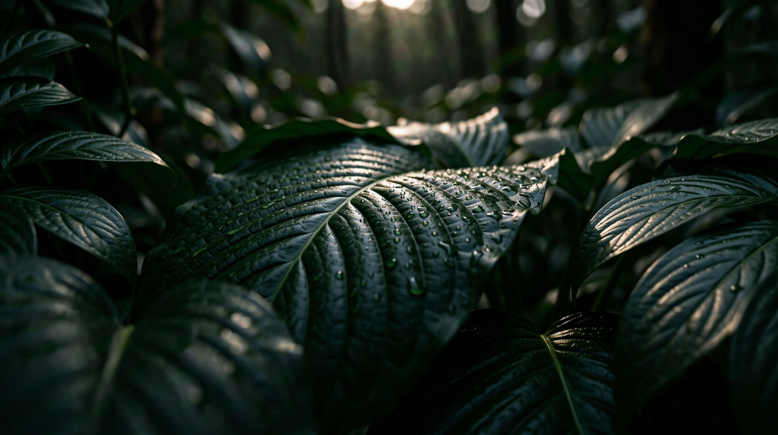 Evening rainforest